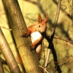 Eichhörnchen