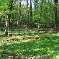 Frühjahrswald