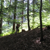 Gestalten im Wald: Vertrauen