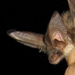 Langohrfledermaus