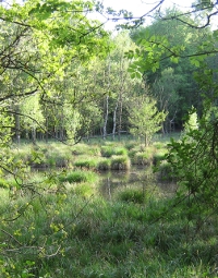 Moorlandschaft