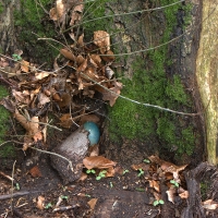 Blaues Ei im Wald