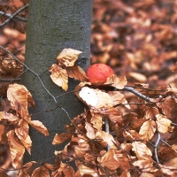 Rotes Ei im Wald