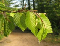 Rotbuche