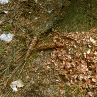 Fraßspur vom Eichhörnchen